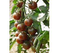 35 semi di pomodoro ciliegia nera - verdure semina orto - semi di contadini riproducibili - semina