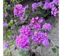 350 pezzi semi resistenti di lantana - di giardino prato giardino giardino resistenti al, primavera le