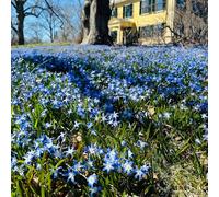 350 pz semi di neve splendente, perenni in da giardino resistenti all'esterno