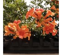 350 pz semi resistenti della tromba, giardino dei di esotiche rampicante campo