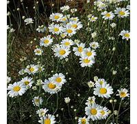 350 Semi Piretro Daisy eliminazione GLI errori INSETTI ~ Naturale Anti ZANZARE Anti ~ da Palazzo DEL Sohle