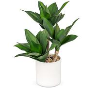 37cm Grandi piante grasse artificiali in vaso, 3 pezzi di agave in vaso, piante grasse artificiali in vaso, decorazione di piante grasse in vaso aloe yucca vera per casa, ufficio, cucina