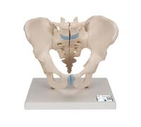 3B Scientific 1013026 Male Pelvis Model, 1