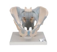 3B Scientific 1013281 Scientific Male Pelvis Model, 1