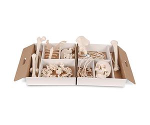3B Scientific A04/1 Metà Scheletro Non Montato + app gratuita di anatomia - 3B Smart Anatomy, Montaggio Sciolto