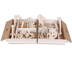 3B Scientific A04 Metà Scheletro Non Montato + app gratuita di anatomia - 3B Smart Anatomy, Filo Montado