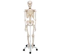 3B Scientific A10 Scheletro su Cavalletto in Metallo con 5 Rotelle + software gratuito di anatomia - 3B Smart Anatomy