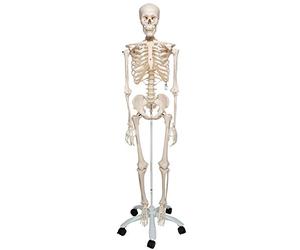 3B Scientific A10 Scheletro su Cavalletto in Metallo con 5 Rotelle + software gratuito di anatomia - 3B Smart Anatomy