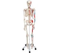 3B Scientific A11 Scheletro Max con Illustrazione dei Muscoli, su Cavalletto in Metallo con 5 Rotelle + software gratuito di anatomia - 3B Smart Anatomy