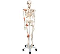 3B Scientific A12 Scheletro Leo con Legamenti Articolari su Cavalletto in Metallo con 5 Rotelle + software gratuito di anatomia - 3B Smart Anatomy