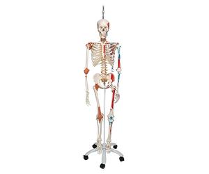 3B Scientific A13/1 Scheletro Sam Versione di Lusso su Cavalletto in Metallo da Appendere con 5 Rotelle + app gratuita di anatomia - 3B Smart Anatomy