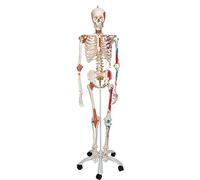 3B Scientific A13 Scheletro Sam Versione di Lusso su Cavalletto in Metallo con 5 Rotelle + app gratuita di anatomia - 3B Smart Anatomy