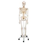 3B Scientific A15 Fred Lo Scheletro Flessibile su Cavalletto Metallico con 5 Rotelle + software gratuito di anatomia - 3B Smart Anatomy
