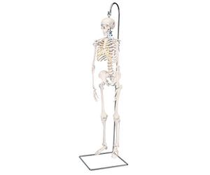3B Scientific A18/1 Mini Scheletro Shorty“, su Stativo, Anche da Appendere + software gratuito di anatomia - 3B Smart Anatomy