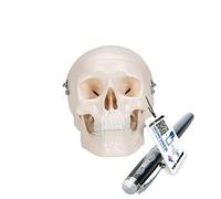 3B Scientific A18/15 Mini Cranio, in 3 Parti + software gratuito di anatomia - 3B Smart Anatomy