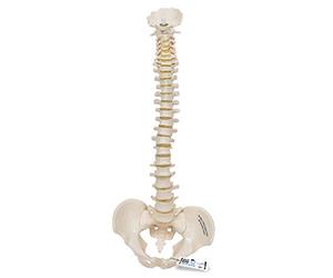 3B Scientific A18/20 Mini Colonna Vertebrale, Elastica + software gratuito di anatomia - 3B Smart Anatomy