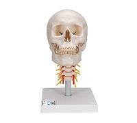 3B Scientific A20/1 Cranio, Modello Classico, con Vertebre Cervicali, in 4 Parti + software gratuito di anatomia - 3B Smart Anatomy