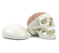 3B Scientific A20/9 Cranio Modello Classico, con Cervello, in 8 Parti + software gratuito di anatomia - 3B Smart Anatomy