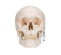 3B Scientific A21 Cranio, Modello Classico, in 3 Parti + app gratuita di anatomia - 3B Smart Anatomy
