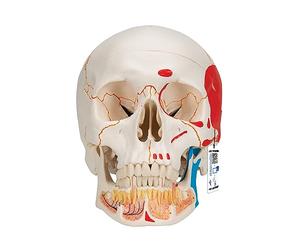 3B Scientific A22/1 Cranio Modello Classico con Mandibola Aperta, Dipinto + app gratuita di anatomia - 3B Smart Anatomy