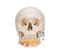 3B Scientific A22 Cranio Modello Classico con Mandibola Aperta + app gratuita di anatomia - 3B Smart Anatomy