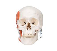 3B Scientific A24 Cranio Modello Classico con Muscolatura Masticatoria, in 2 Parti + software gratuito di anatomia - 3B Smart Anatomy
