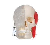 3B Scientific A282 Bonelike Cranio, Cranio Combinato, Trasparente/Osseo, in 8 Parti + software gratuito di anatomia - 3B Smart Anatomy