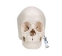 3B Scientific A290 Cranio Scomponibile 3B Scientific, Versione Anatomica in 22 Parti + software gratuito di anatomia - 3B Smart Anatomy