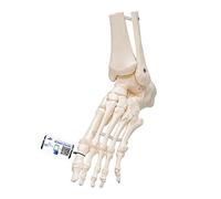 3B Scientific, modello anatomico di scheletro del piede destro a montaggio elast