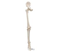 3B Scientific A36L/A36R Scheletro della Gamba con Osso Iliaco + software gratuito di anatomia - 3B Smart Anatomy