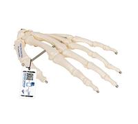 3B Scientific A40/L, A40/R Scheletro della Mano su Filo Metallico + software gratuito di anatomia - 3B Smart Anatomy