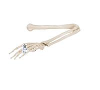 3B Scientific A45L,A45R Scheletro del Braccio + software gratuito di anatomia - 3B Smart Anatomy