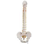 3B Scientific A58/1 Colonna Vertebrale Flessibile Classica + software gratuito di anatomia - 3B Smart Anatomy