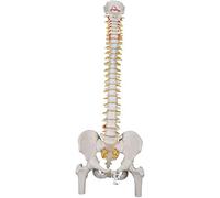 3B Scientific A58/2 Colonna Vertebrale Flessibile Classica, con Tronchi del Femore + software gratuito di anatomia - 3B Smart Anatomy
