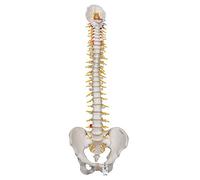 3B Scientific A58/5 Colonna Vertebrale Flessibile, Modello di Lusso + software gratuito di anatomia - 3B Smart Anatomy