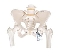 3B Scientific A62 - Modello anatomico di scheletro di bacino, femminile, con testa del femore mobile + software gratuito di anatomia - 3B Smart Anatomy