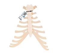 3B Scientific A69 Sterno con Cartilagine Costale + software gratuito di anatomia - 3B Smart Anatomy