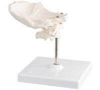3B Scientific A71/5 Atlante e Epistrofeo, con Squama dell'Osso Occipitale + software gratuito di anatomia - 3B Smart Anatomy