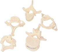 3B Scientific A75/1 5 Vertebre + software gratuito di anatomia - 3B Smart Anatomy