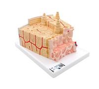 3B Scientific A79 3B Microanatomy Struttura dell'Osso, Ingrandito 80 Volte + software gratuito di anatomia - 3B Smart Anatomy