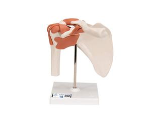 3B Scientific A80 Articolazione della Spalla, Modello Funzionale + software gratuito di anatomia - 3B Smart Anatomy