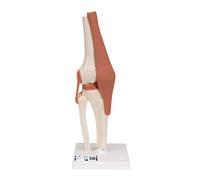 3B Scientific A82 Articolazione del Ginocchio, Modello Funzionale + software gratuito di anatomia - 3B Smart Anatomy