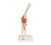 3B Scientific A83/1 Modello Funzionale di Lusso dell'Articolazione del Gomito + software gratuito di anatomia - 3B Smart Anatomy