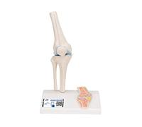 3B Scientific A85/1 Mini Articolazione del Ginocchio con Sezione Trasversale, su Base + software gratuito di anatomia - 3B Smart Anatomy