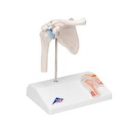 3B Scientific A86/1 Mini Articolazione della Spalla con Sezione Trasversale, su Base + software gratuito di anatomia - 3B Smart Anatomy