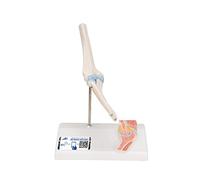 3B Scientific A87/1 Mini Articolazione del Gomito con Sezione Trasversale, su Base + software gratuito di anatomia - 3B Smart Anatomy