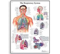 3B Scientific "apparato respiratorio grafico