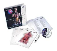 3B Scientific B01 Modello di Anatomia Umana Torso Guide 3B