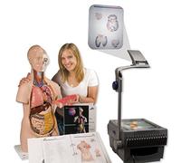 3B Scientific B02 Modello di Anatomia Umana Lucidi per Lavagna Luminosa Torso 3B