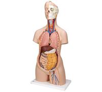 3B Scientific B09 Torso Classic, senza Sesso, in 12 Parti + software gratuito di anatomia - 3B Smart Anatomy